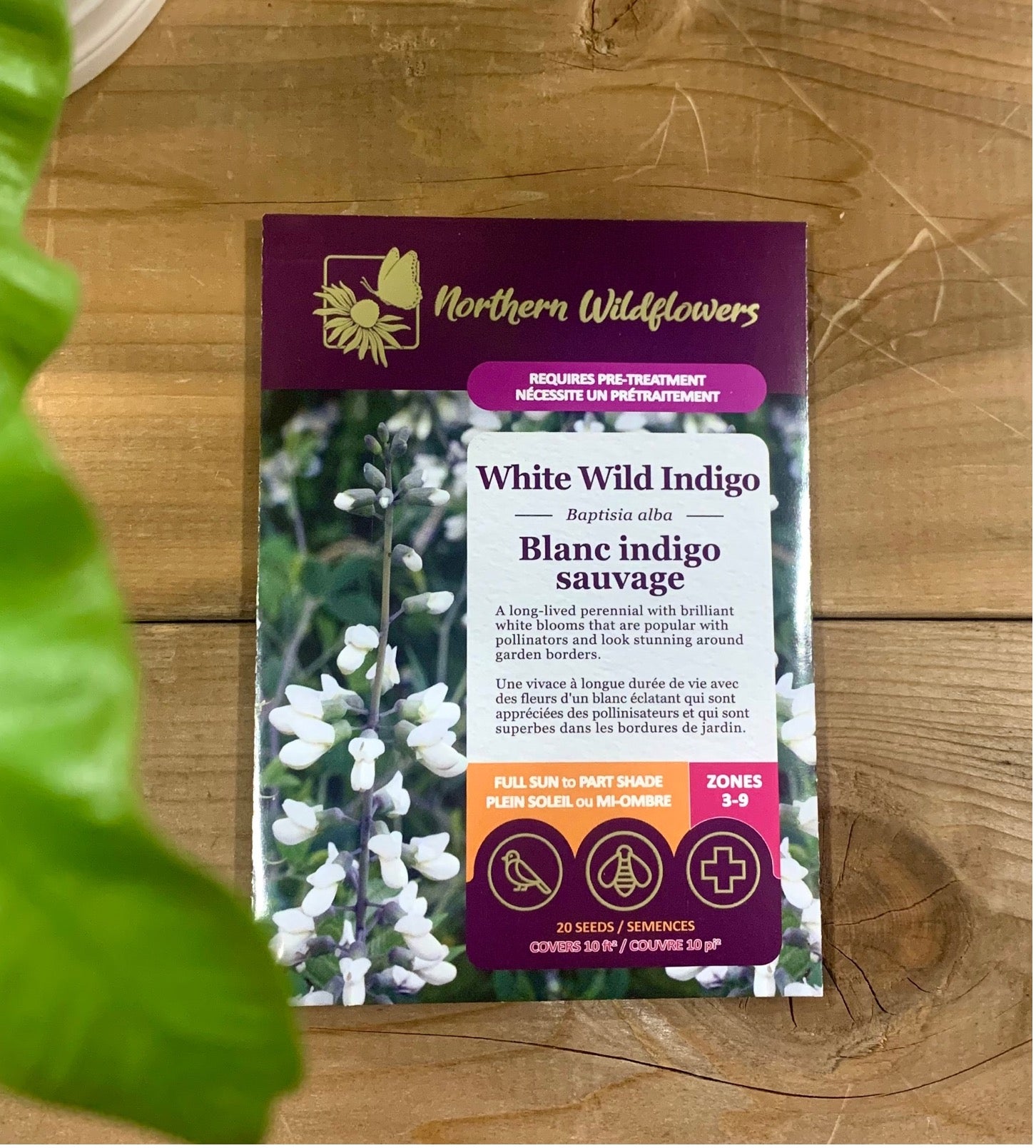 White Wild Indigo Seed Northern Wildflowers