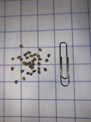 Blanc indigo sauvage