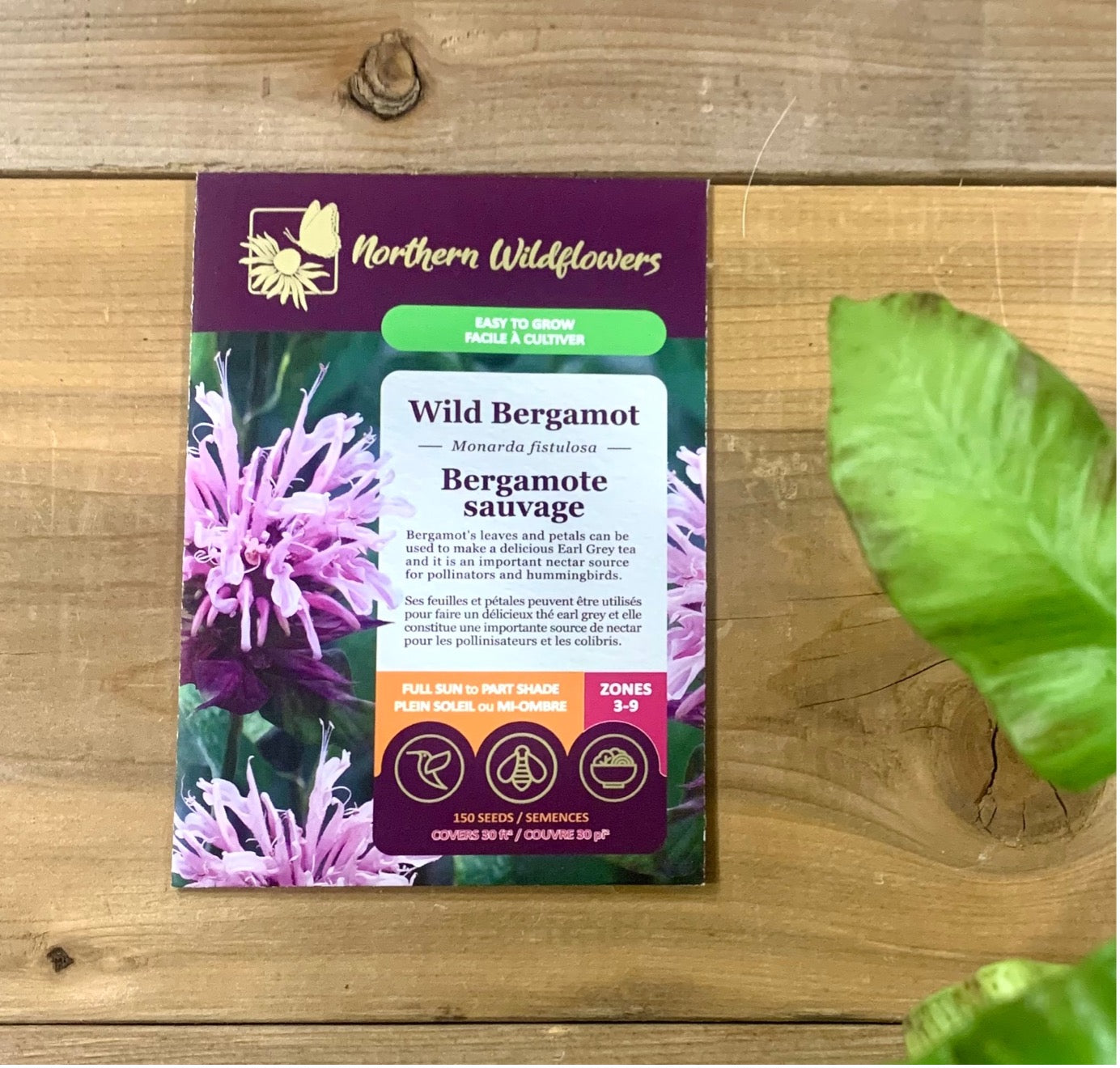 Wild Bergamot