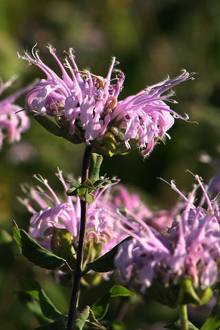 Mélange de semences de fleurs sauvages facile à cultiver