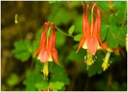 Load image into Gallery viewer, For the Hummingbirds Wildflower Collection