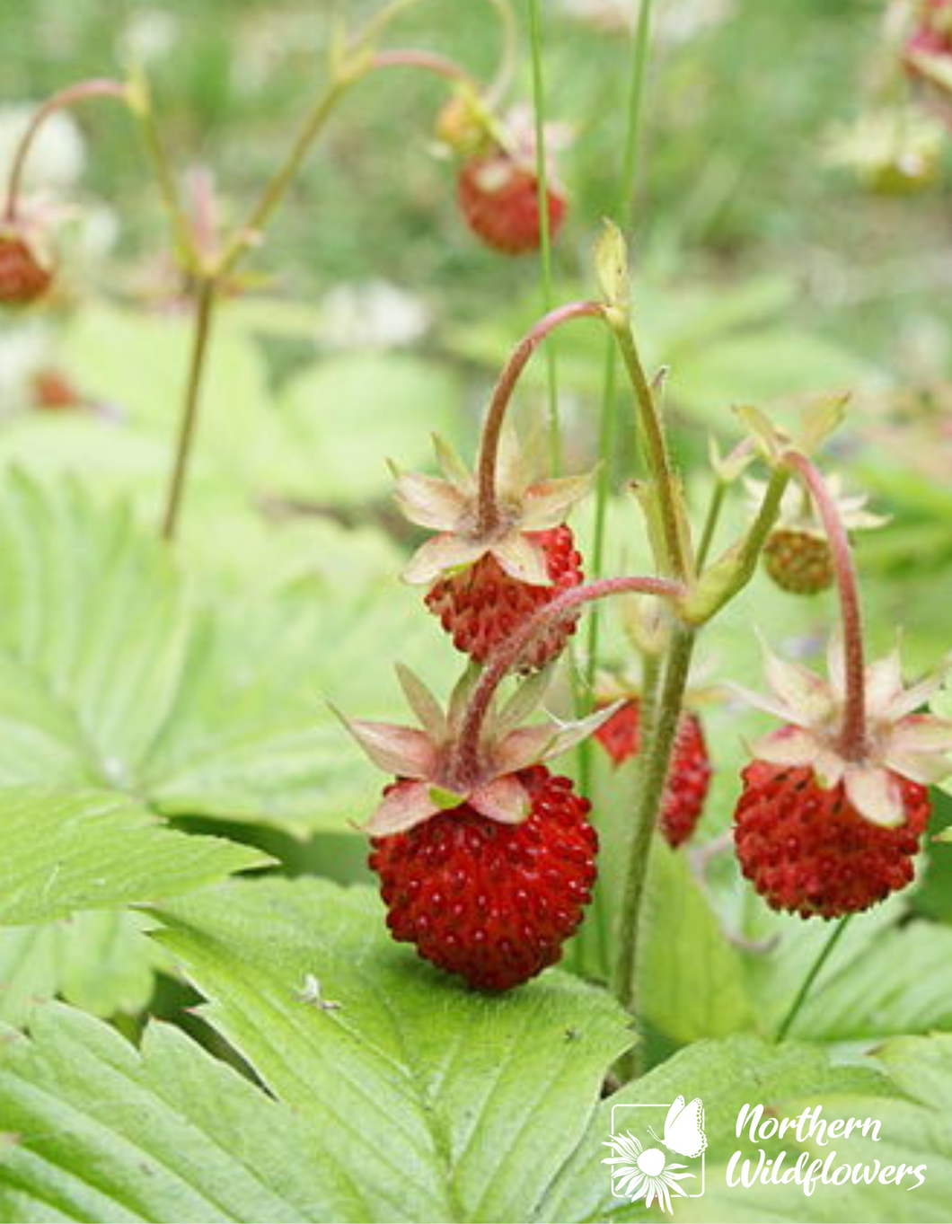 Fraise des bois