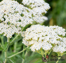 Load image into Gallery viewer, Common Yarrow