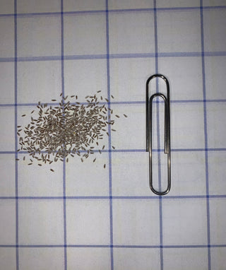 Achillée millefeuille