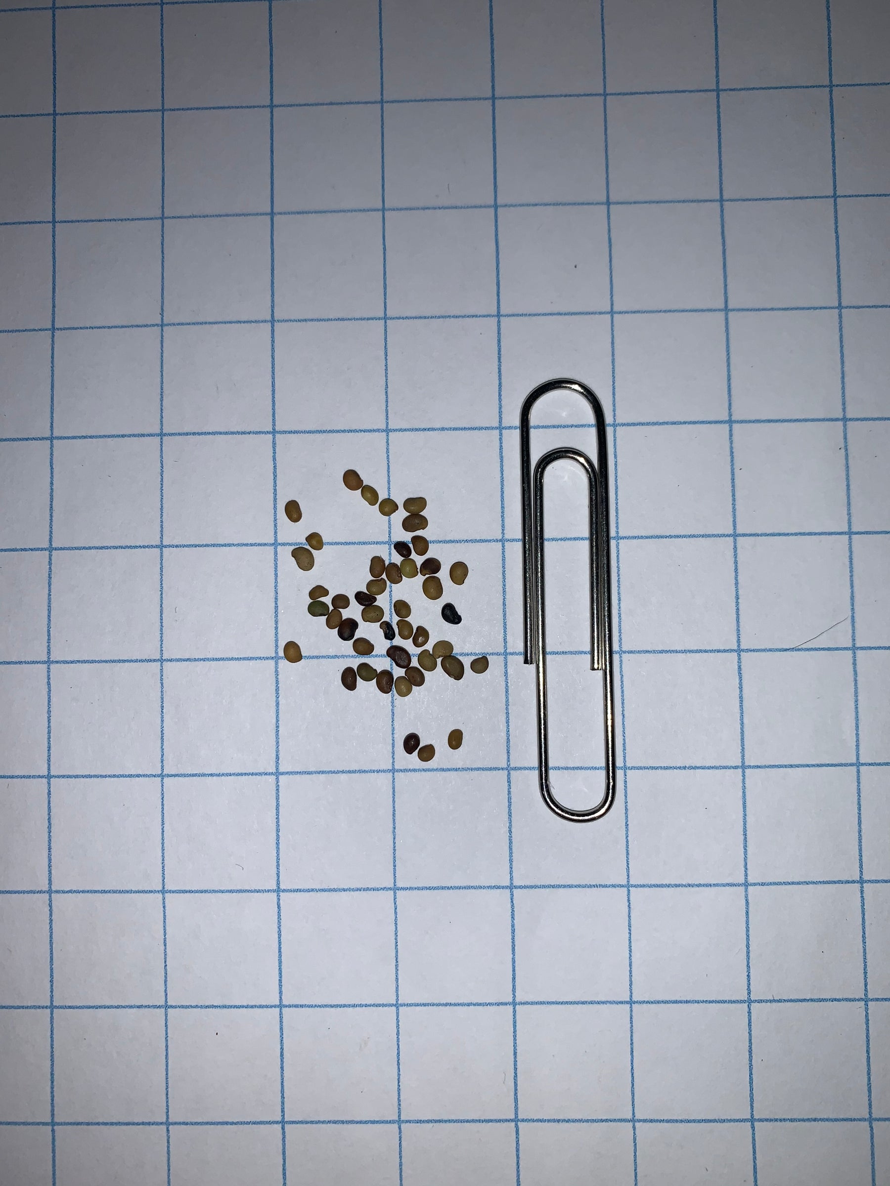 Baptisia des teinturiers