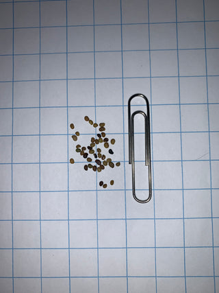 Baptisia des teinturiers